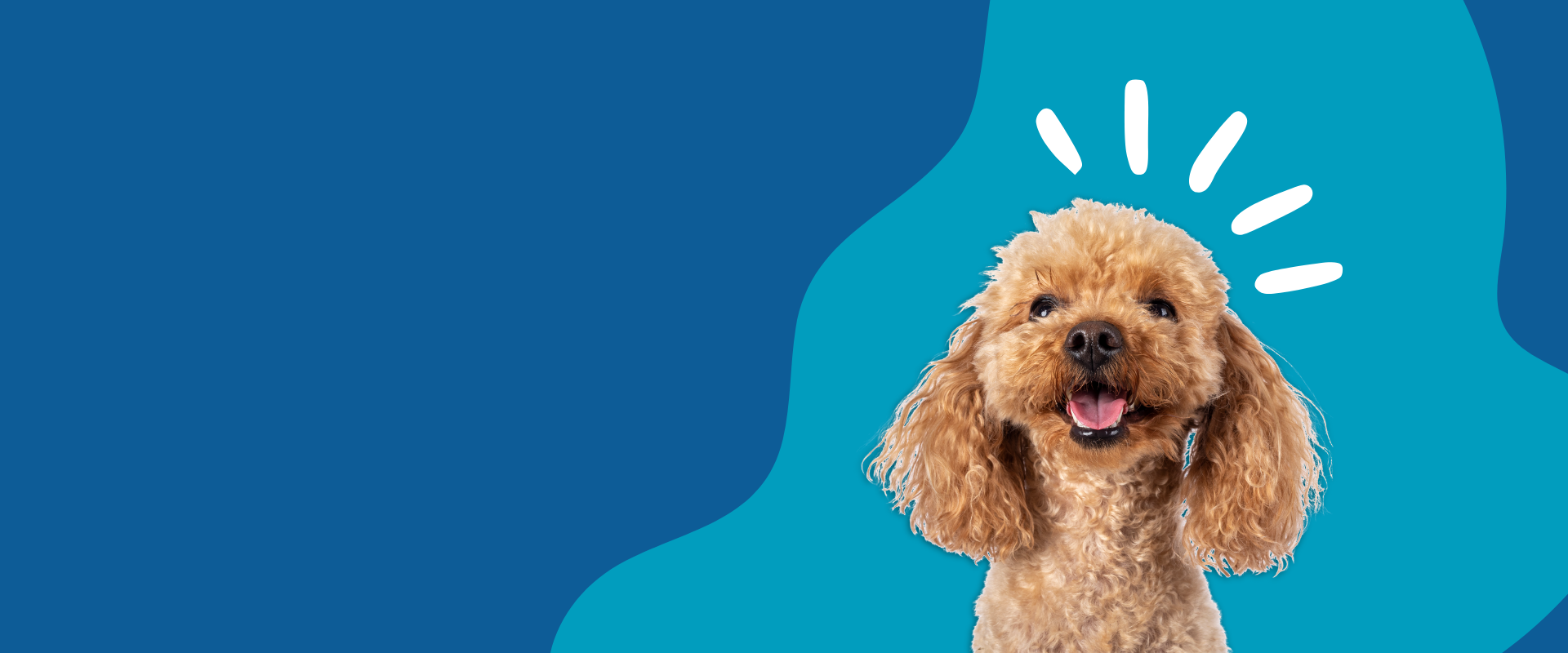 Neva <br/> Clínica Veterinaria